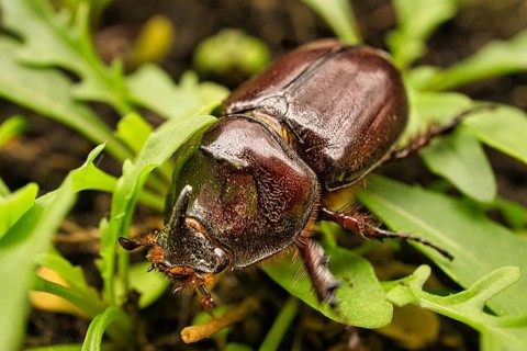 Macro image of a rhinoceros beetle. This insect is very rare. The rhinoceros beetle is a