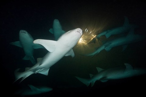 Group of nurse sharks at night, Nebrius ferrugineus, Felidhu Atoll, Maldives, Asia