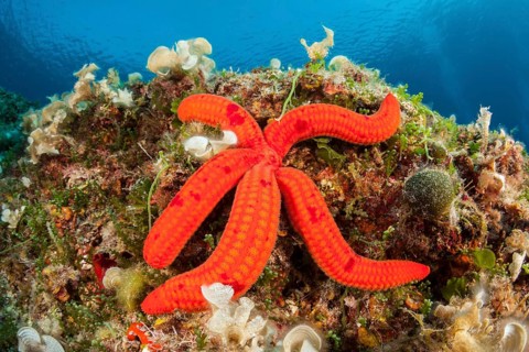 Purple starfish, Echinaster sepositus, Vis Island, Mediterranean Sea, Croatia, Europe