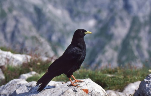 Alpine chough, Pyrrhocorax graculus, Alpine chough