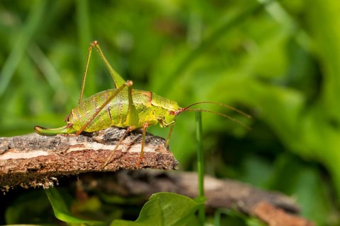 Broad-leaved sabre grasshopper, Barbitistes serricauda, grasshopper