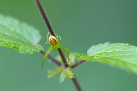 A Diaea dorsata spider sits on the stem of a stinging nettle