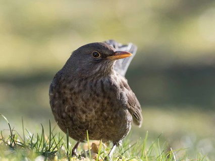 A female blackbird sits in a meadow