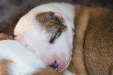 11 day old Icelandic dog
