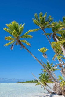 Coconut palms (Cocos nucifera) stretch towards the sun, private island, bird island, privileged,