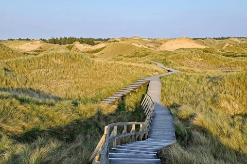 Boardwalk in the Amrum dunes nature reserve near Norddorf, Amrum, North Frisian Island, North