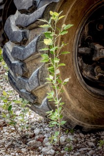Small deciduous tree with green leaves growing in front of a wheel of a construction machine on a