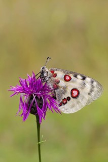 Apollo butterfly, Parnassius apollo, mountain Apollo