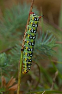 Spurge hawk-moth, caterpillar, Hyles euphorbiae, spurge hawk-moth, caterpillar