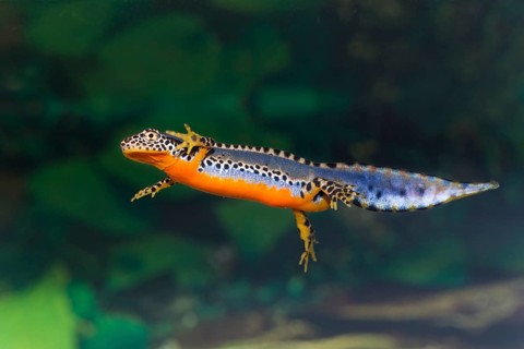 Alpine newt, Triturus alpestris, alpine newt
