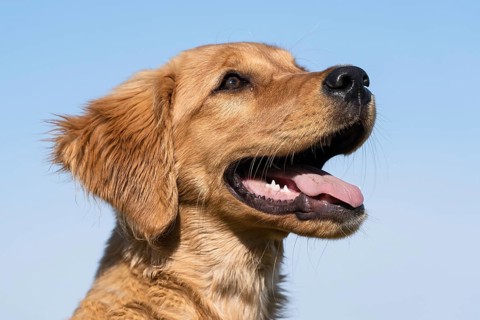 Portrait of a female Golden Retriever (14 weeks)