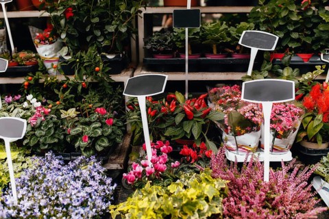 Different flowers in a shop show window with blank price tags.