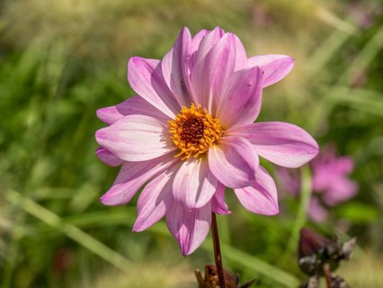 Single pale pink flower with yellow centre against the green background of a summer garden, Bad
