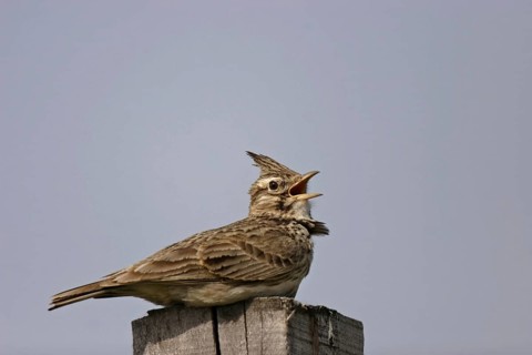 Crested lark, Galerida cristata, crested lark
