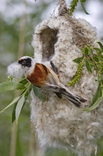 Eurasian Penduline Tit, Remiz pendulinus, Eurasian penduline tit