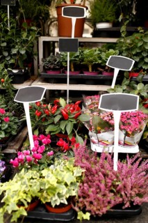 Different flowers in a shop show window with blank price tags.