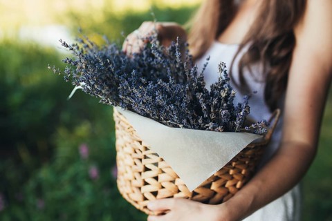 Girl is holding purple lavender flowers in the wooden box.