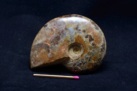 An ammonite fossil on black background