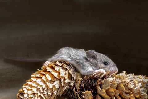 The house mouse (Mus musculusa) Few days old young house mouse