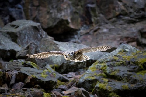 Virginia-Uhu, Bubo virginianus, great horned owl