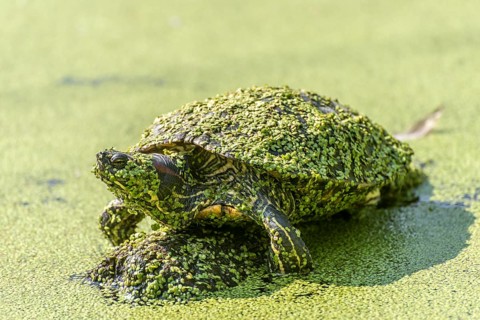 Water turtle covered with duckweed sitting on a stone in a lake