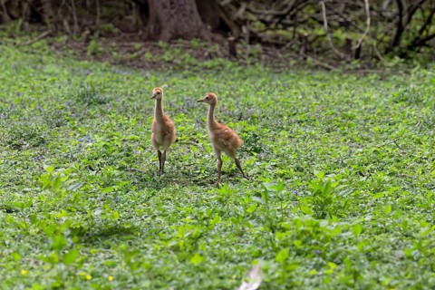 The Sandhill crane (Antigone canadensis), several day young ones in the meadow