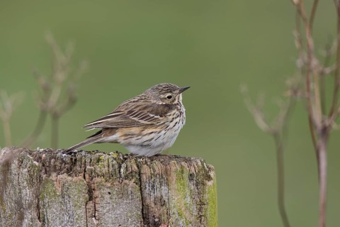Meadow pipit, Anthus pratensis, meadow pipit