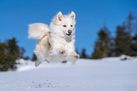 Jumping Icelandic dog in the snow