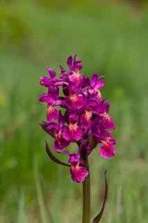 Elder-flowered orchid, Dactylorhiza sambucina, elder-flowered orchid