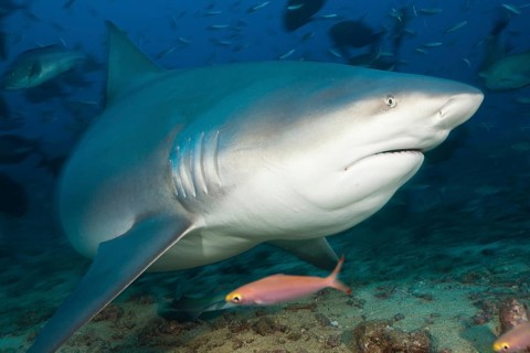 Bull shark, Carcharhinus leucas, Beqa Lagoon, Viti Levu, Fiji, Oceania