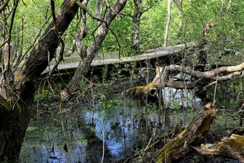 Boardwalk in the quarry forest at Vogelkoje Meeram, Amrum, North Frisian Island, North Frisia,