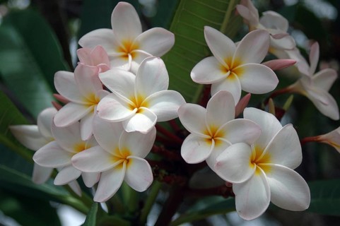 Mass of frangipanis on tree