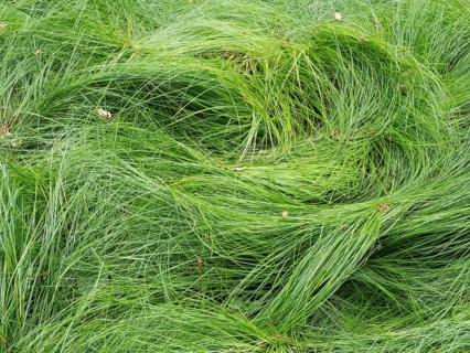 Quaking grass Sedge