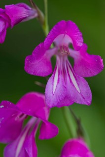 Sumpfgladiole, Gladiolus palustris, Marsh gladiolus