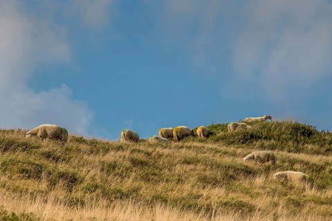 Julianadorp, the Netherlands. September 2021. Grazing sheep in the dune area of Julianadorp, North