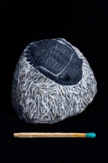 Small trilobite fossil still embedded in matrix