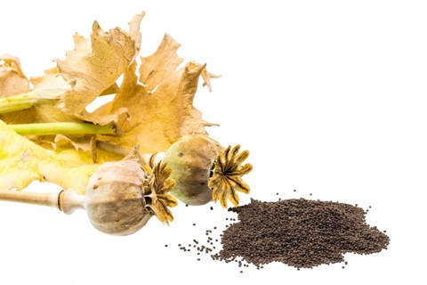 Fresh poppy with seed capsules and leaves, cropped on white