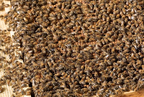 The beekeeper checks honeycomb, working with bees and collects honey in garden