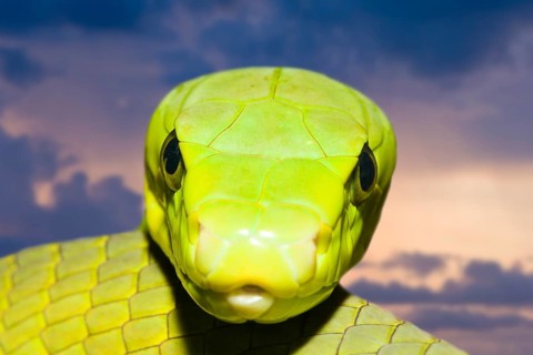 Common Mamba, Dendroaspis angusticeps, Kenya, Africa