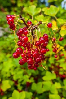 Ripe, redcurrant (Ribes rubrum) hanging from the branch of a bush