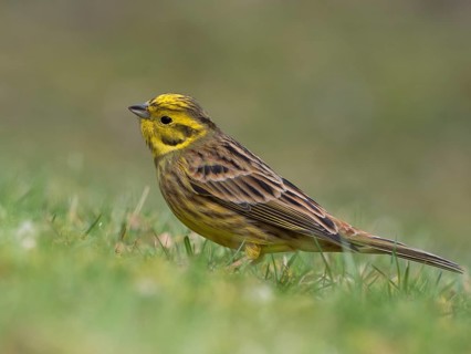 A male yellowhammer sits in a meadow looking for food