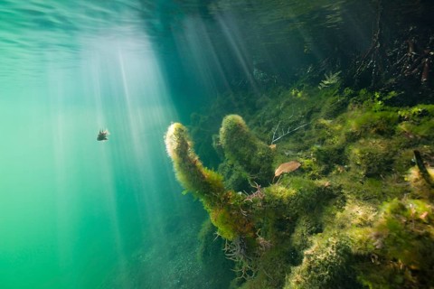 Mangrove area in Jellyfish Sea, Jellyfish Sea, Micronesia, Palau, Oceania