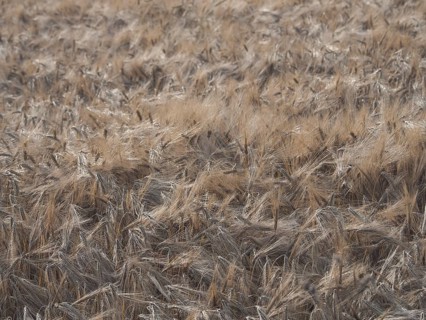 Barley ready for harvest in July