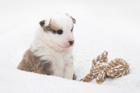 4 week old Icelandic puppy