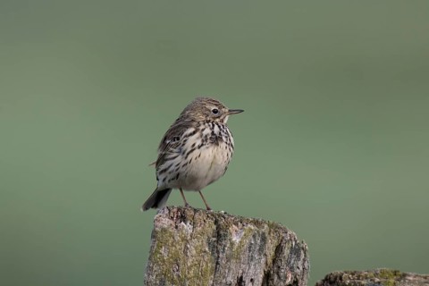 Meadow pipit, Anthus pratensis, meadow pipit