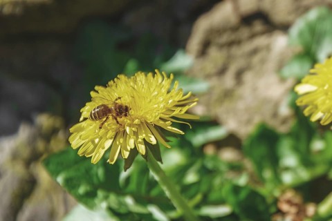 Close-up of a bee on a yellow dandelion flower in a natural environment, Nützenberger Straße,