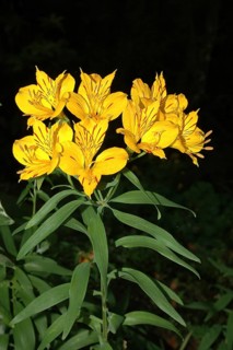 Peruvian lily, the yellow Alstromeria aurantiaca flower