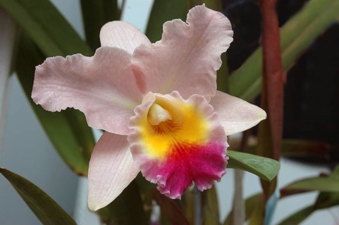 Pink Cattleya orchid in garden setting