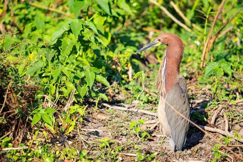 Rufescent tiger heron (Tigrisoma lineatum) Pantanal Brazil