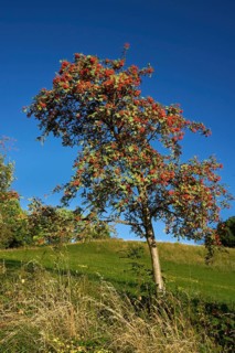Mountain ash with red fruits, rowan (Sorbus aucuparia), near the Gabenhöfchen near Poppenhausen,